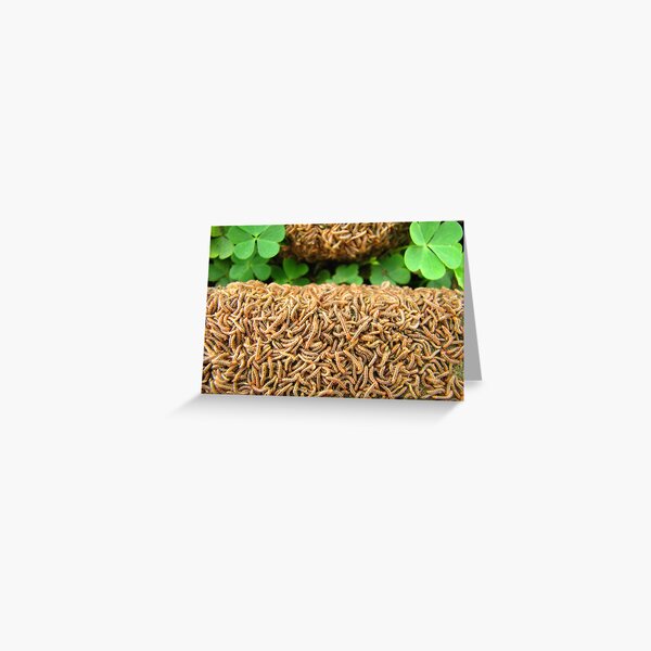 Field of Clover Greeting Card