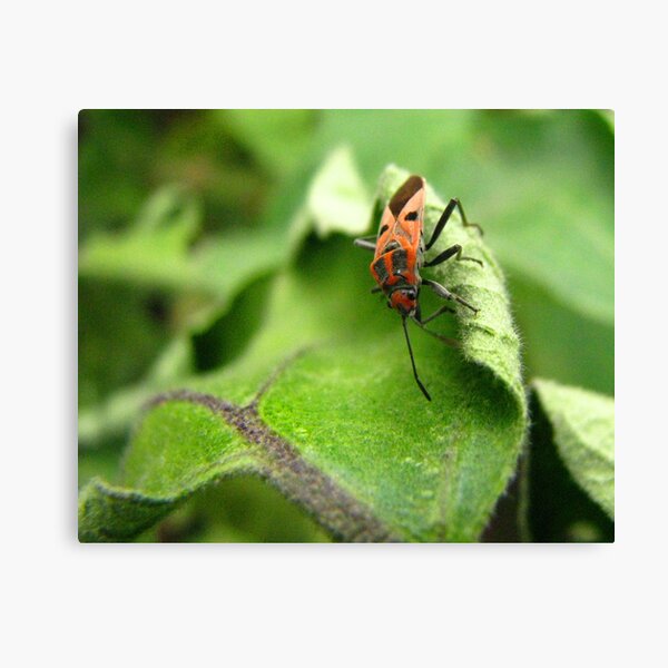 Aubergine Leaf Topped With Beetle Canvas Print
