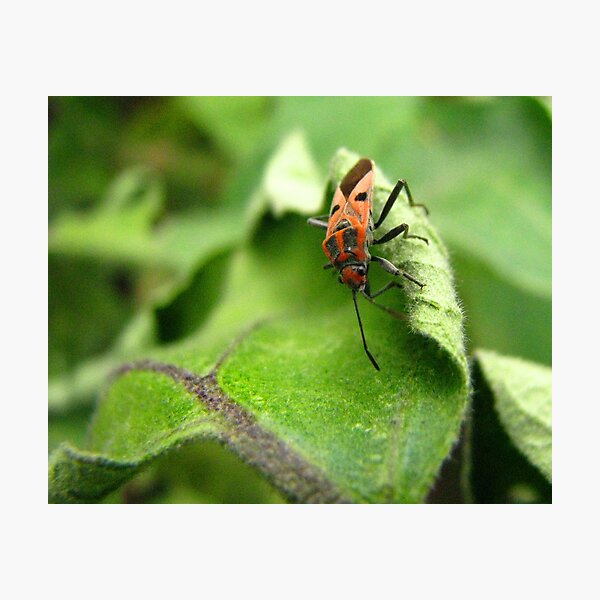 Aubergine Leaf Topped With Beetle Photographic Print