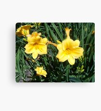 Yellow Bloom Canvas Print