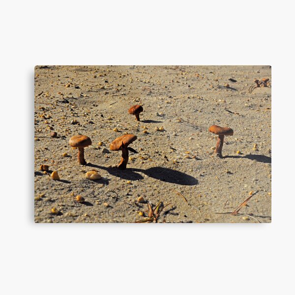 Cowgirls in the Sand Metal Print