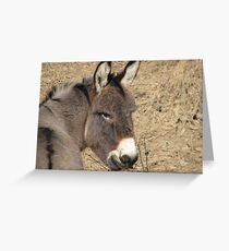 Donkey Greeting Card