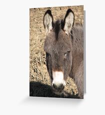Donkey II Greeting Card