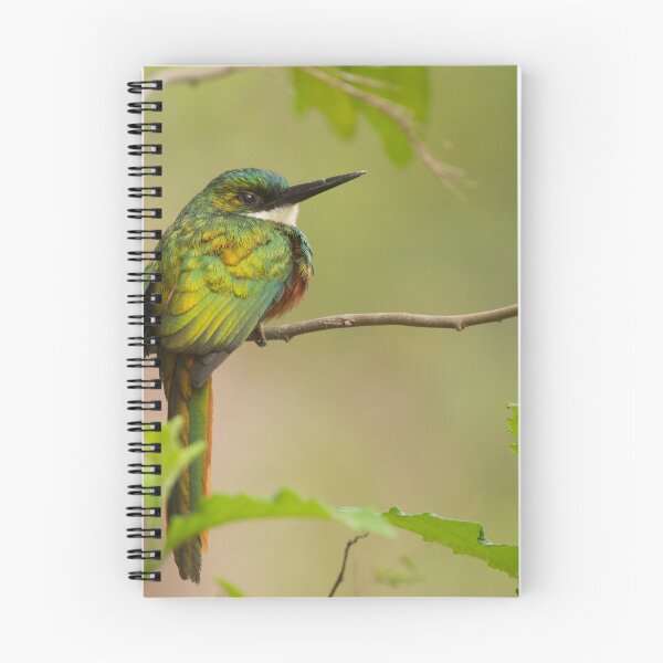 Item preview, Rufous-tailed Jacamar designed and sold by Faraaz Abdool.