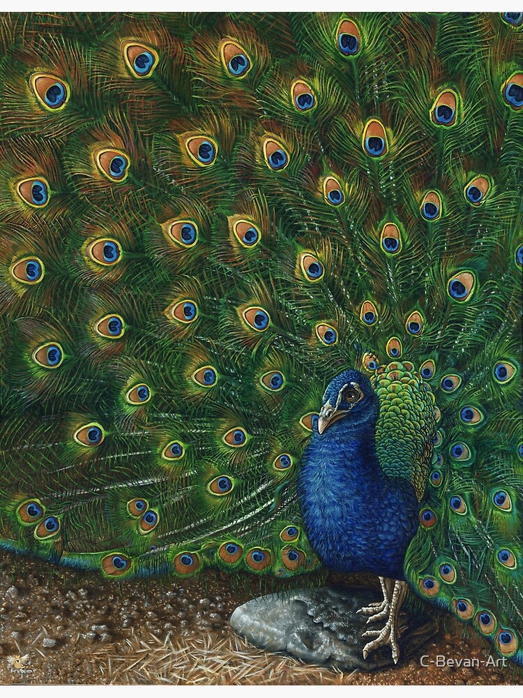 Peacock Fan/Tail