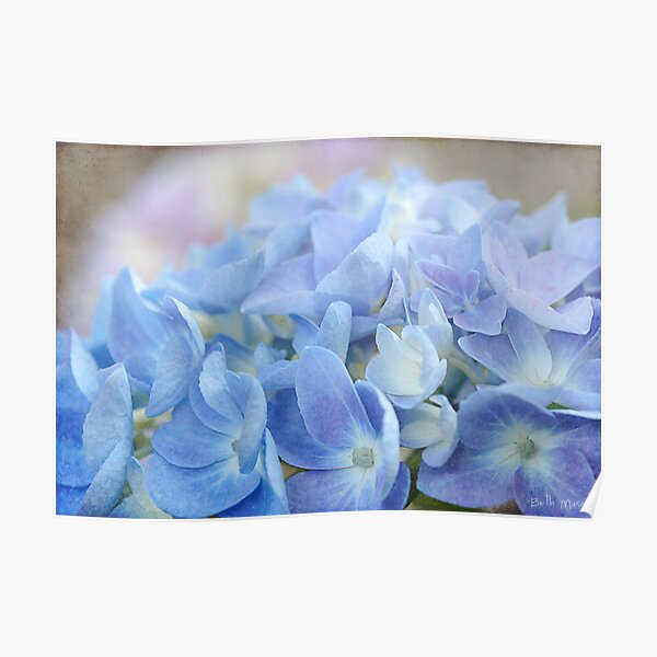 Blue Hydrangea Poster
