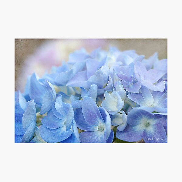 Blue Hydrangea Photographic Print