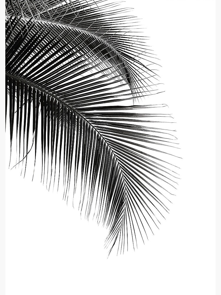 Palm Leaves Black and White Modern Minimalist Art Photographic Print