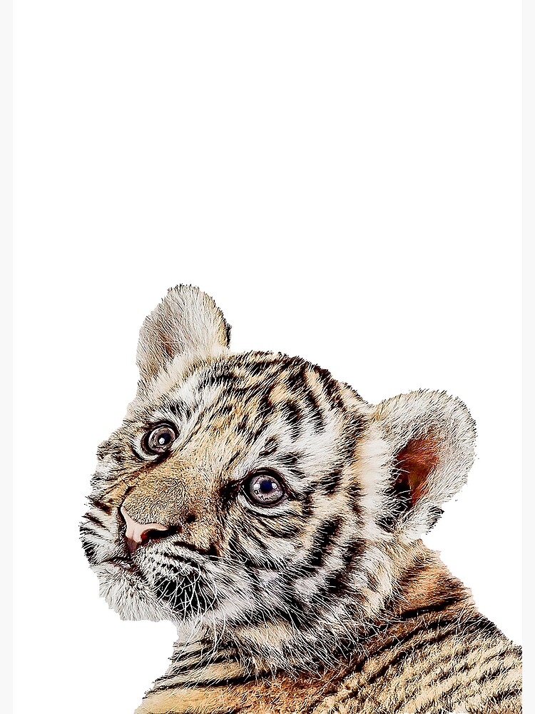 Cute Baby Tiger Cub on Brown | Art Print