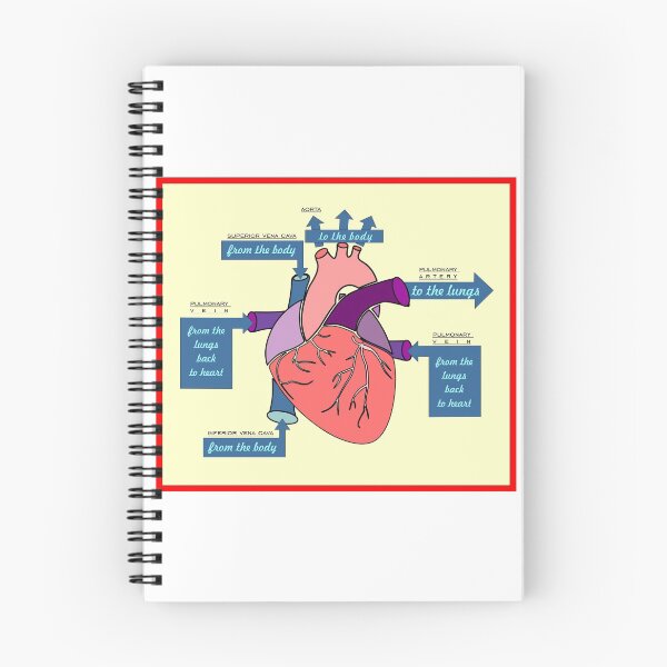 Item preview, Blood Flow Through the Heart: Cardiology Study Sheet Nursing Stickers  designed and sold by thesoupdate.