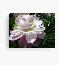 Peony Minuette Canvas Print