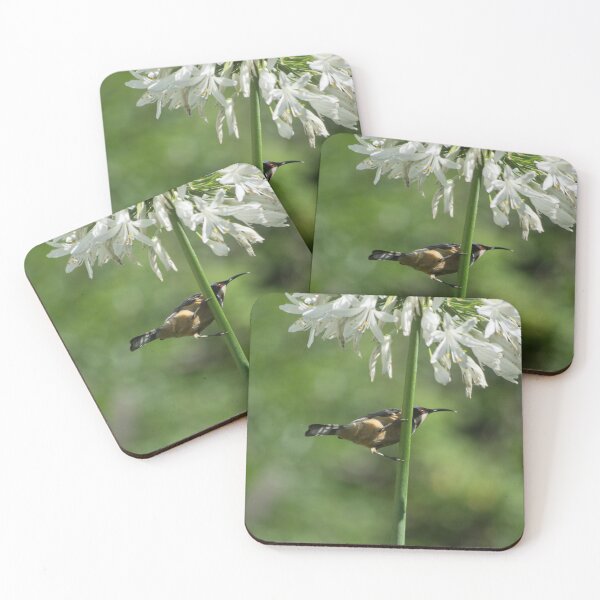 Item preview, the Honeyeater in the Agapanthus designed and sold by Clare Colins.