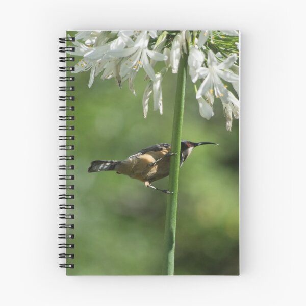 Item preview, the Honeyeater in the Agapanthus designed and sold by Clare Colins.