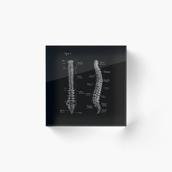 Spine anatomy on chalkboard black and white Acrylic Block