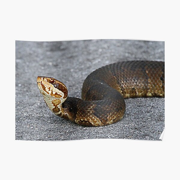 Poster Cottonmouth Redbubble