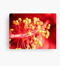 Hibiscus Abstract Canvas Print