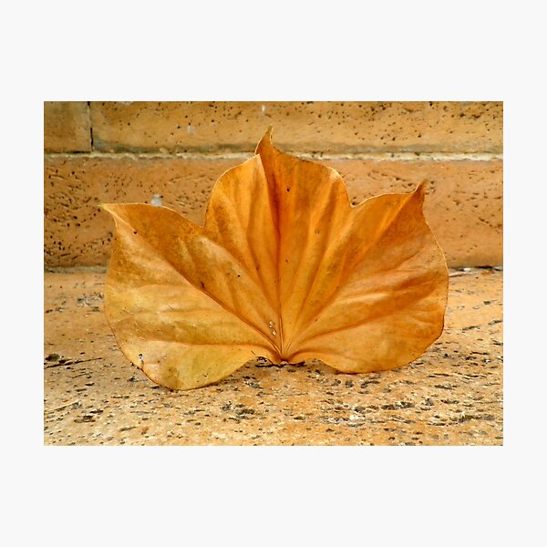 Golden Leaf Photographic Print