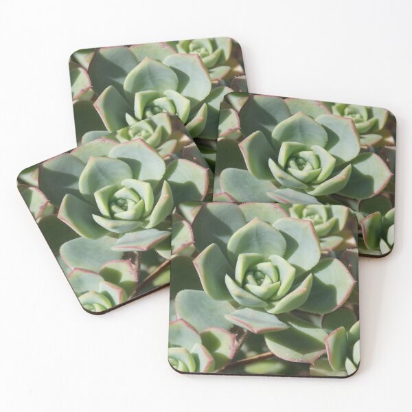 Item preview, Blue echeveria designed and sold by Naomi80.