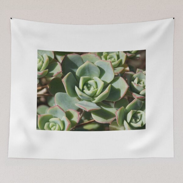 Item preview, Blue echeveria designed and sold by Naomi80.
