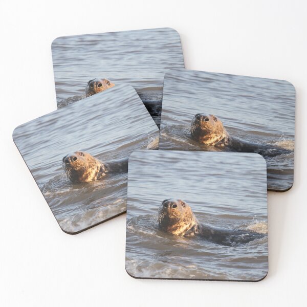 Grey Seal - Winterton Norfolk. Coasters (Set of 4)
