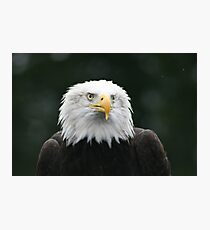 Eagle Photographic Print