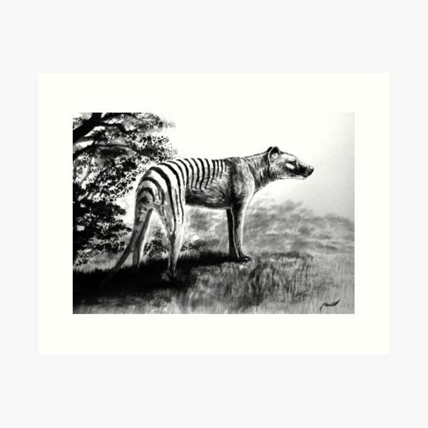Thylacine Art Print