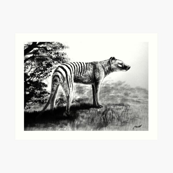 Thylacine Art Print