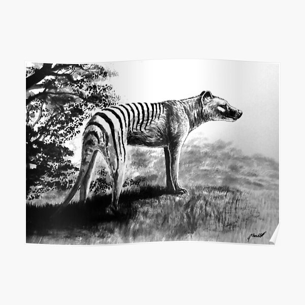 Thylacine Poster