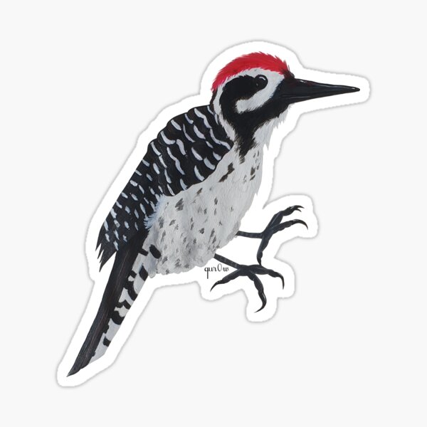 Woodpecker Sticker