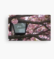 Illuminating Nature Canvas Print
