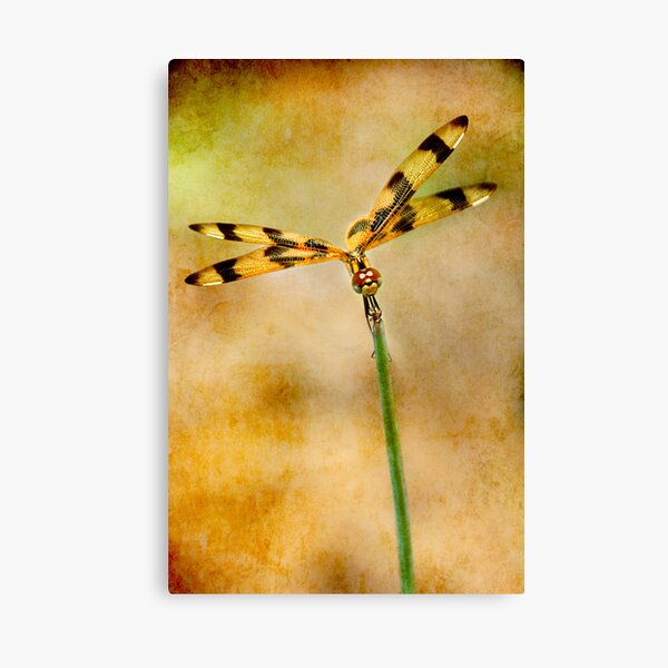 Balancing Dragon Canvas Print