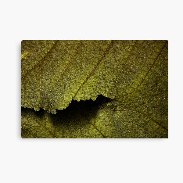 Fine leaf detail, and plenty of it! Canvas Print