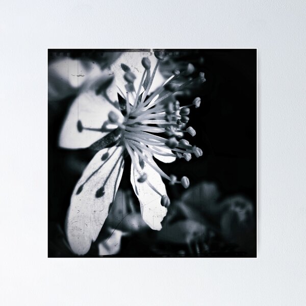 Item preview, White Blossom designed and sold by Mojca Savicki.