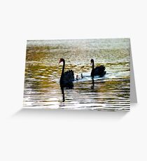 Swan Family Greeting Card