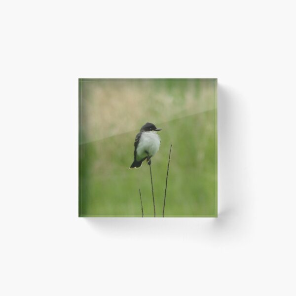 Item preview, Eastern Kingbird designed and sold by shotsfromthehip.