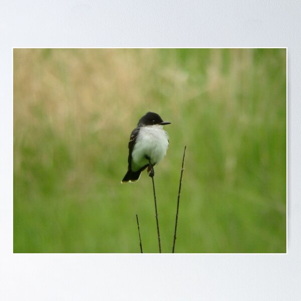 Item preview, Eastern Kingbird designed and sold by shotsfromthehip.
