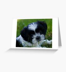 Gracie Greeting Card