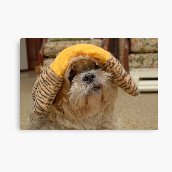 "Yeah, right, I am a bonehead!" Canvas Print