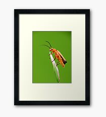 Soldier Framed Print
