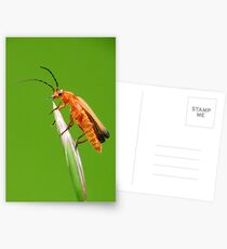 Soldier Postcards