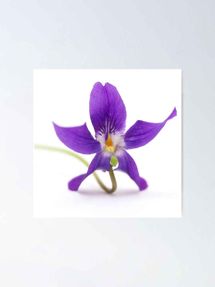 Thumbnail 1 of 3, Poster, violet designed and sold by CarineLUTT.