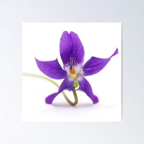 Item preview, violet designed and sold by Carine LUTT.