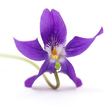 Artwork thumbnail, violet by Carine LUTT