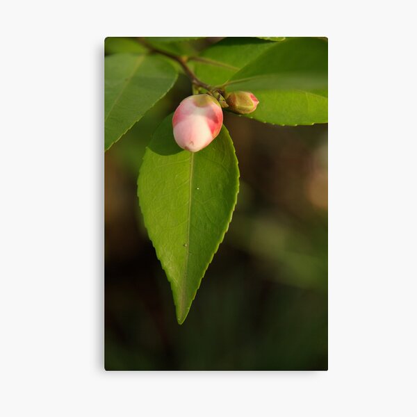 Pink Camellia Bud in Winter Canvas Print