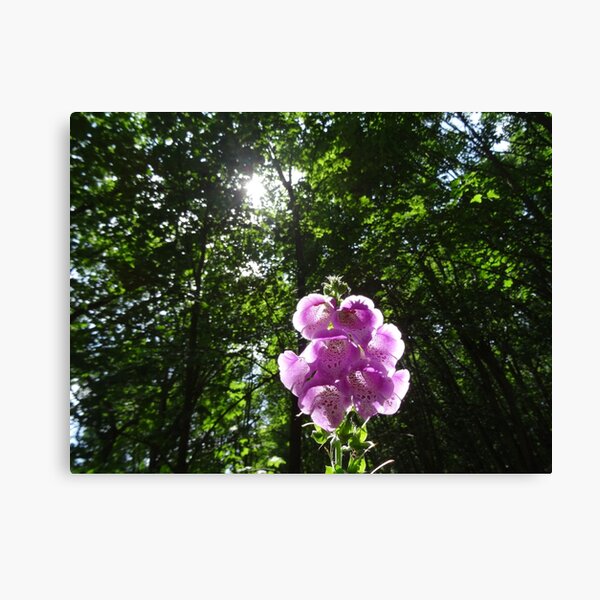 BEAUTIFUL FLOWER AT THE WATER DUNES Canvas Print