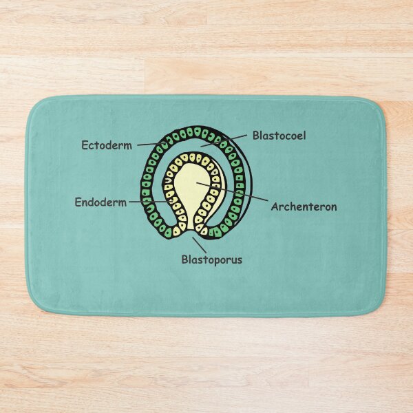 Item preview, Gastrulation sketch in colour designed and sold by RosArt100.