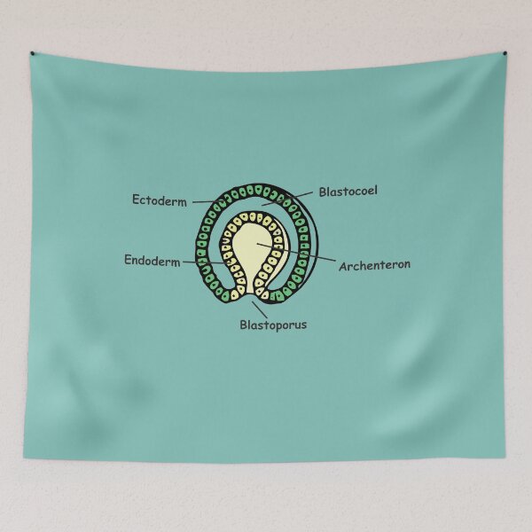Item preview, Gastrulation sketch in colour designed and sold by RosArt100.