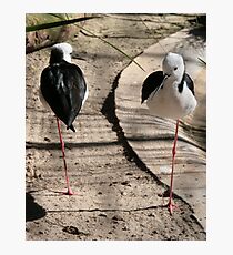 Stilts Photographic Print