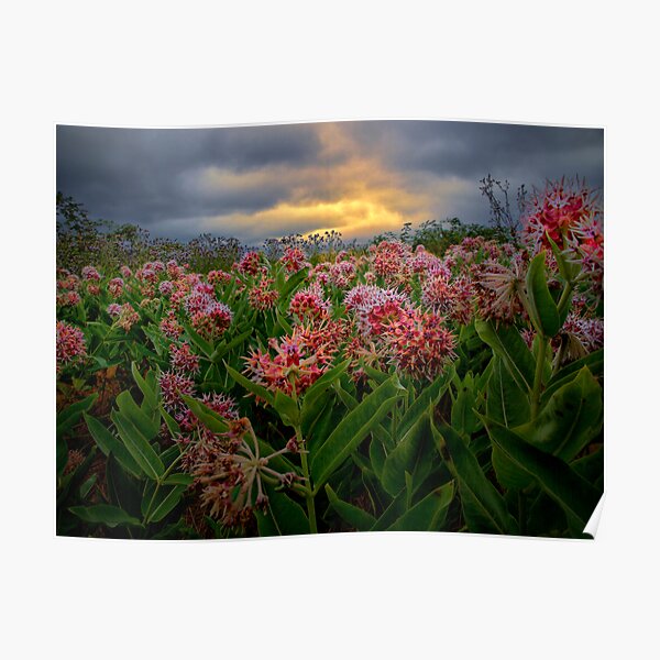 Milk Weed Poster
