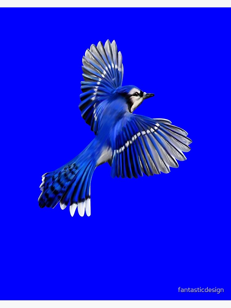 Blue Jay Art Design Flying Blue Jay | Art Board Print